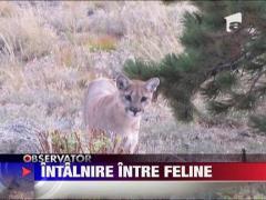 Intalnire de gradul 3 intre feline