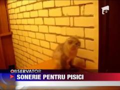 Sonerie pentru pisici