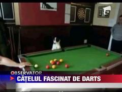 Caine pasionat de darts