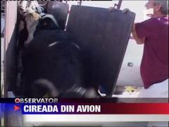70 de vaci, aduse cu avionul in tara