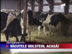 Vacute irlandeze donate romanilor