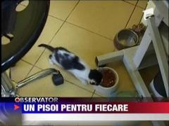 Un pisoi pentru fiecare