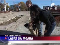 Caine lasat sa moara