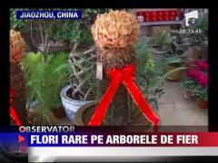 Flori rare pe arborele de fier