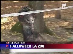 Haloween la Gradina Zoologic