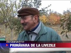 Curtea unui gospodar din Mehedinti s-a umplut de flori