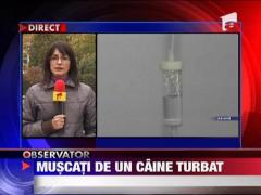 Copii muscati de un caine turbat