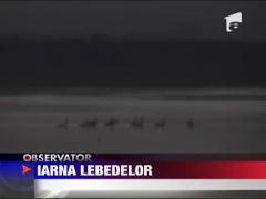 Oaspeti de seama pe malul Dunarii