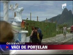 Vaci de portelan pe plaja