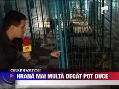 Surplus de mancare pentru maidanezi