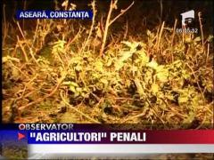 Ferma de canabis distrusa de politisti