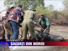 Elefanti salvati din noroi