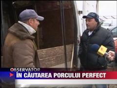 In cautarea porcului de Craciun