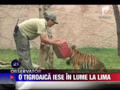 Tigroaica de Bengal, atractie la zoo