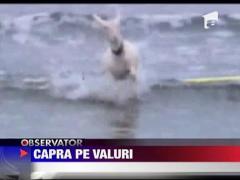 Capra pe placa de surf