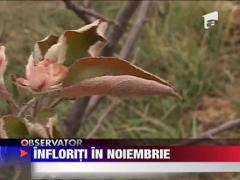 Copaci Infloriti la Inceput de iarna in Topoloveni