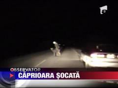 Caprioara in stare de soc