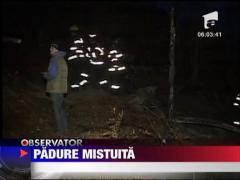 Padure mistuita in Mures