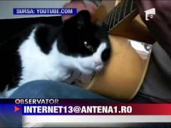 Pisica pasionata de chitara