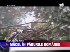 Cantitati uriase de lemn sunt taiate ilegal din padurile Romaniei