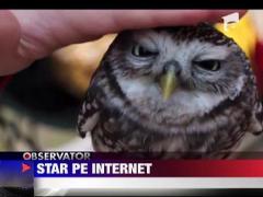 O bufita, star pe internet