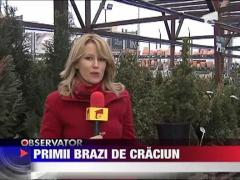 Primii brazi pentru Craciun au aparut deja in magazine