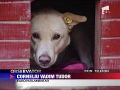 Maidanezii pot fi eutanasiati! Legea cainilor comunitari, adoptata de deputati