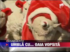 Oile, ajutoarele lui Mos Craciun