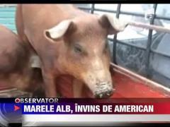 Porcul vietnamez ameninta Marele Alb