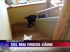 Cel mai fricos caine