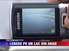 O familie de lebede si-a gasit de cateva zile adapost pe un lac din Arad