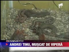 Andrei Iucinu Tinu, muscat de vipera