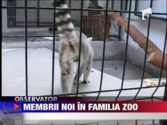 Observator 16 Weekend