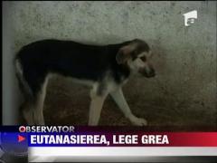 Asociatiile pentru protectia animalelor lupta pentru salvarea maidanezilor