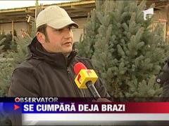 Se cumpara deja brazi de Craciun