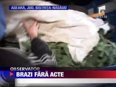 Politistii din Bistrita Nasaud au prins un barbat care transporta fara acte o suta de brazi
