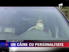 Un caine isi claxoneaza stapanul din masina!