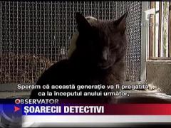 Cercetatorii columbieni au reusit sa antreneze soareci pentru a depista mine terestre