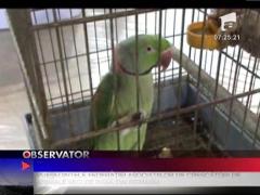 Parada crescatorilor de pasari