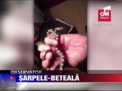 Povestea sarpelui "Beteala"