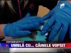 Caini tunsi si vopsiti in culori electrizante