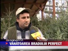 In cautarea bradului perfect