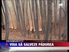 Voia sa salveze padurea si s-a ales cu arsuri grave