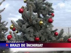 Brazi de inchiriat