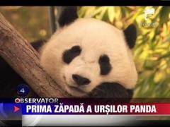 Prima zapada a ursilor panda