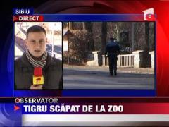 Un tigru scapat de la zoo a creat panica in Sibiu