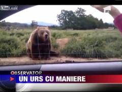 Urs cu bune maniere
