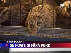 Alternativa la carnea de porc, pentru sarbatori