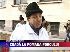 Coada la pomana porcului