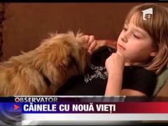 Cainele cu noua vieti